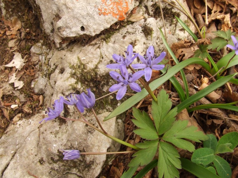 031 Scilla bifolia